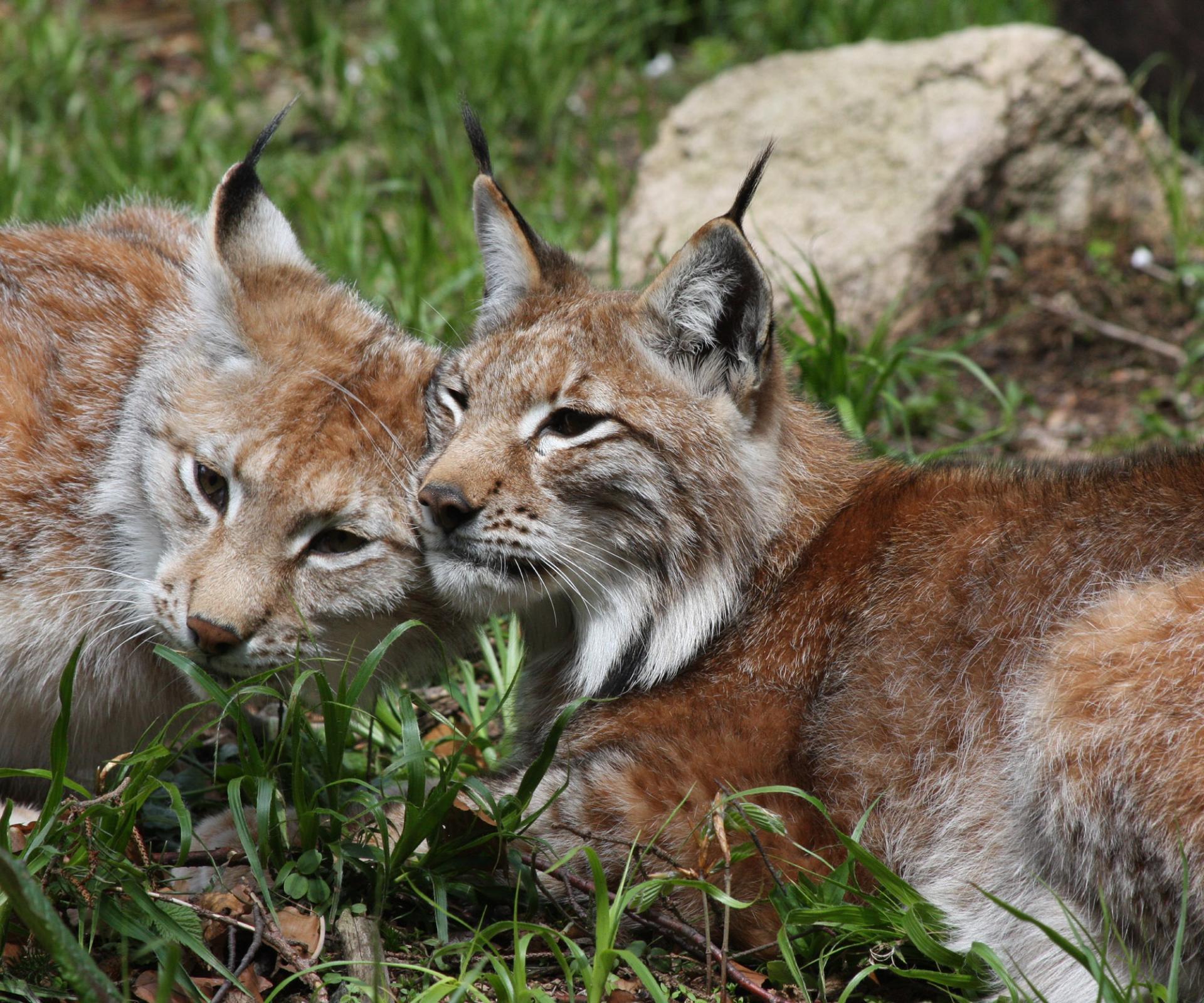 Luchspaar im Nationalpark Harz