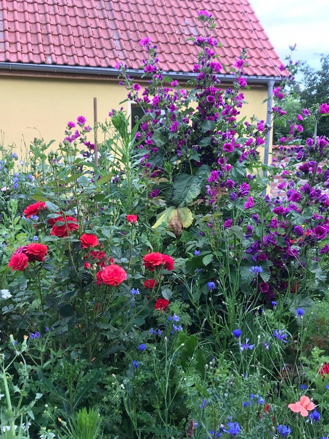 Blumen auf dem Hollerhof