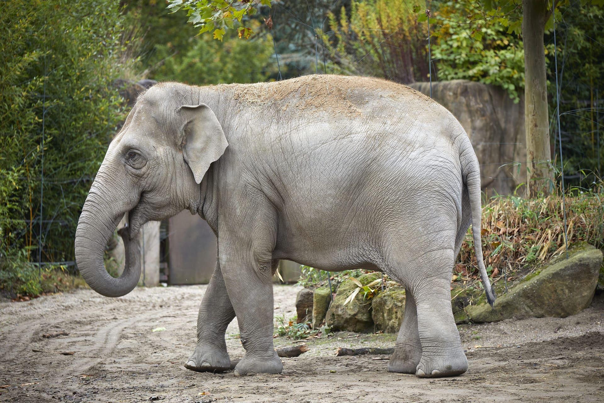 Elefant im Allwetterzoo Münster