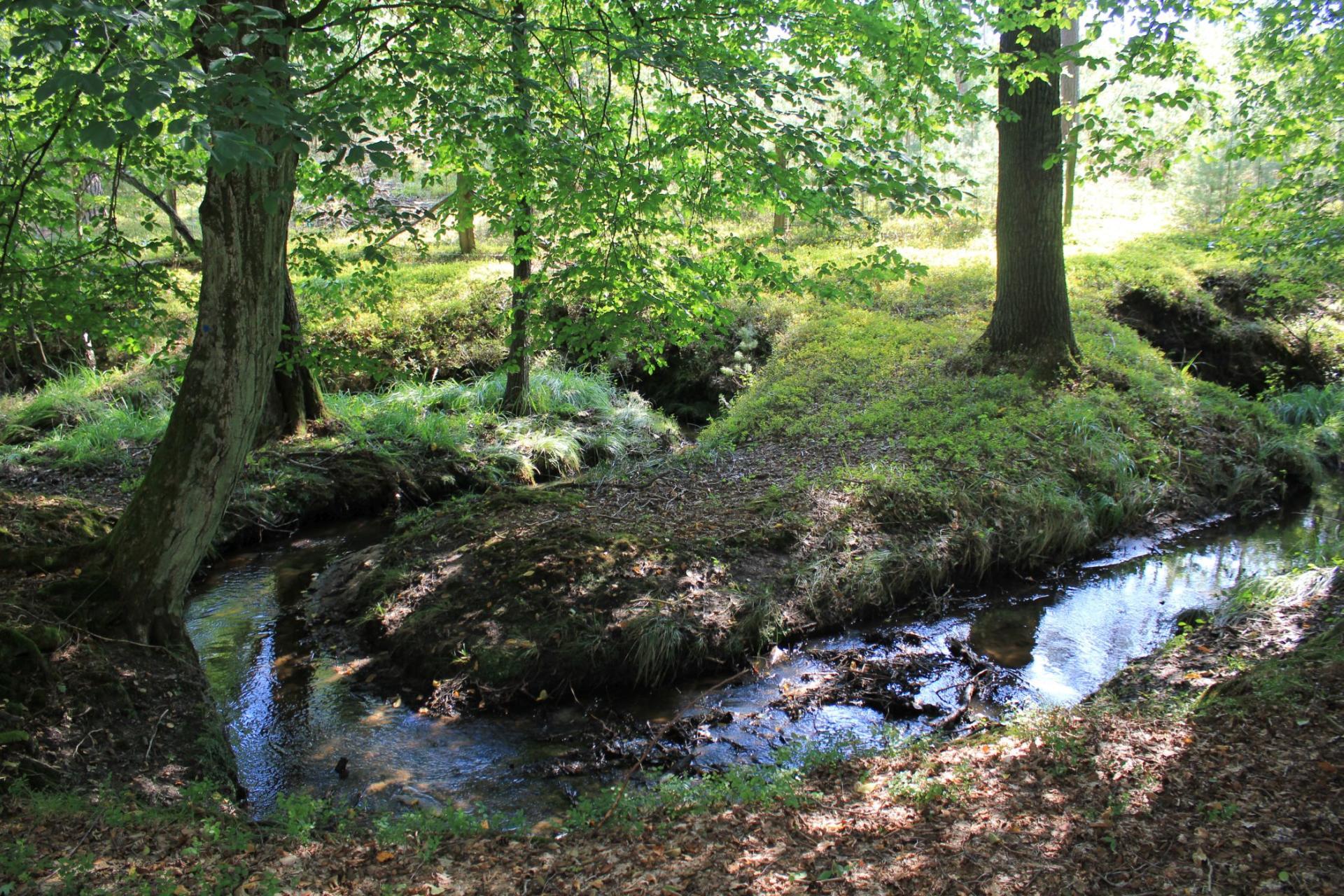 Briesener Bach