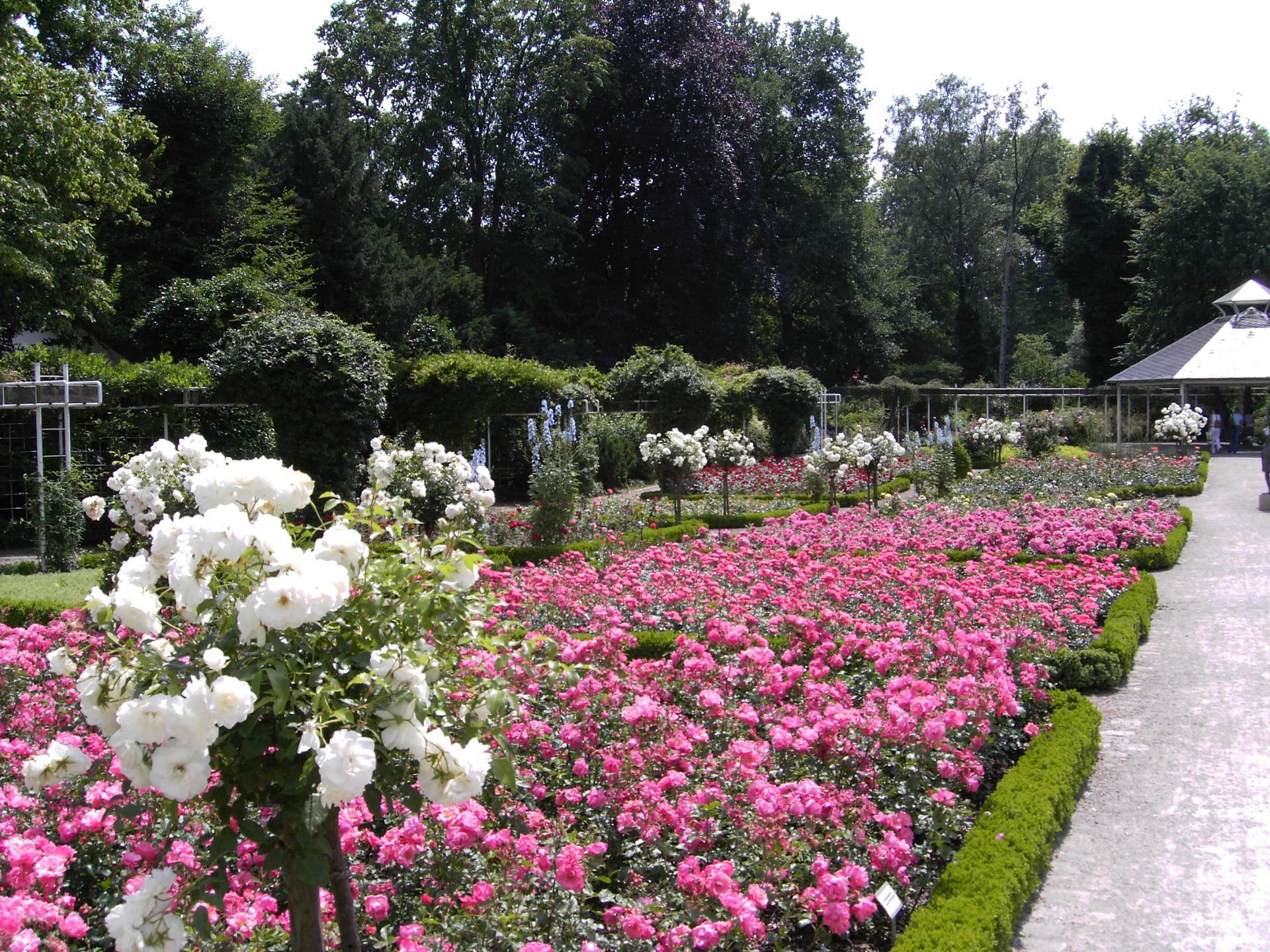 Rosengarten Rheda vor der Neugestaltung