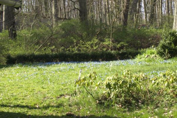 Blumenwiese
