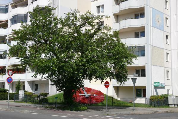 Maulbeerbaum und Blumenuhr in Erkner, Foto: Stadt Erkner