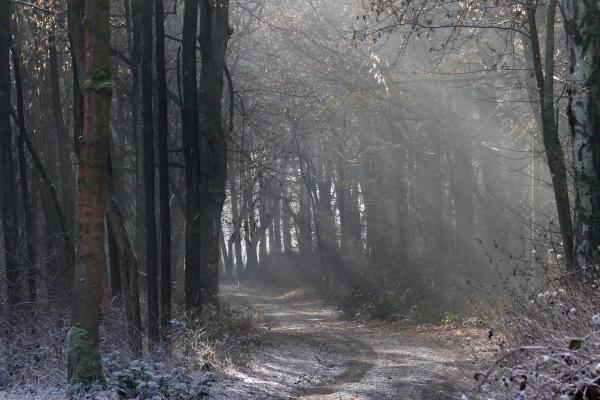 Waldparadies Borkheide