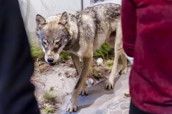 El lobo, un repatriado receloso, Foto: D. Marschalsky, Lizenz: Naturkundemuseum Potsdam