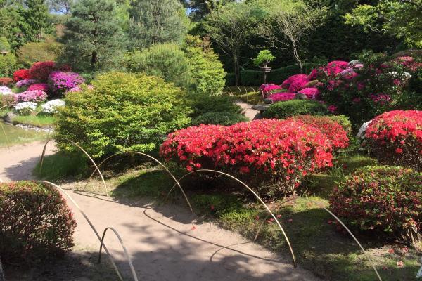 Kultur- und Tourismusamt Blühende Azaleen im Japanischen Bonsaigarten Ferch