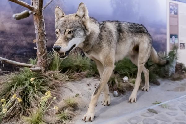 Der Wolf, ein scheuer Rückkehrer, Foto: D. Marschalsky, Lizenz: Naturkundemuseum Potsdam