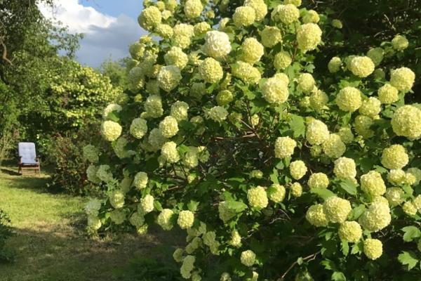 Ronald Kalus, Lizenz: Ronald Kalus Schneeball Blumen auf dem Hollerhof