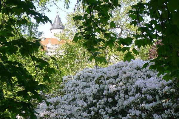 Rhododendren im Schlosspark Wiesenburg, Foto: Helga Holz
