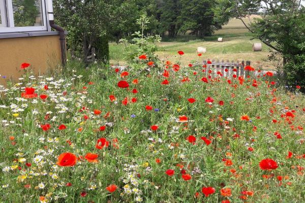 Mohnblumen im Garten