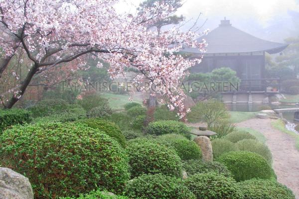 Japanischer Bonsaigarten Ferch Japanischer Bonsaigarten Ferch