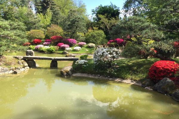 Schwielowsee Tourismus/Spaak Teich mit Kois im Japanischen Bonsaigarten Ferch