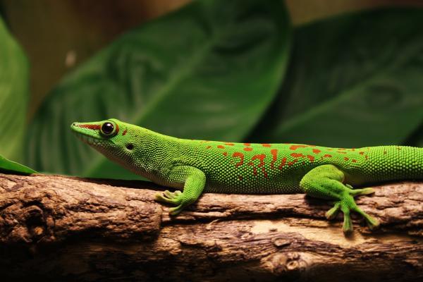 Gecko diurno de Madagascar en la Biosfera de Potsdam, imagen: Biosfera de Potsdam 