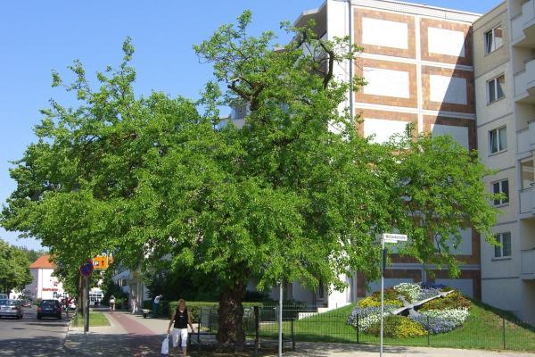 Stadt Erkner Maulbeerbaum und Blumenuhr in Erkner