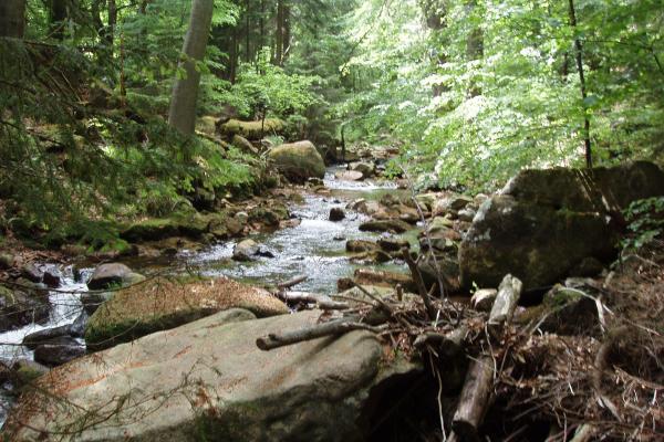 Nationalpark Harz Bach im Nationalpark Harz