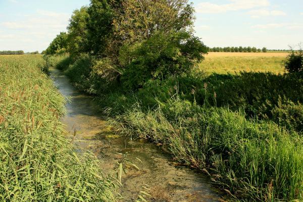 Wulfener Bruch im Osternienburger Land