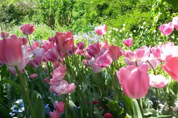 Münsterland e.V. Blühende Tulpen im Botanischen Garten Münster