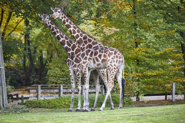 Münsterland e.V./ Philipp Fölting Giraffen im Allwetterzoo Münster