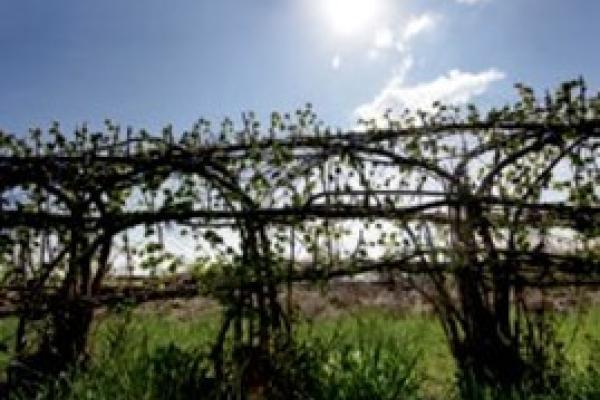 Stadt Nieheim Nieheimer Flechthecken