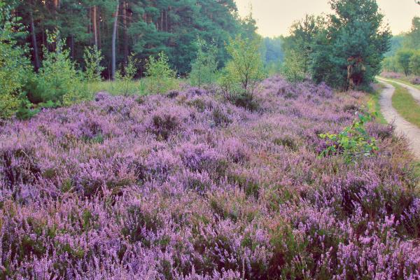 Dübener Heide e.V. Heidekrautblüte in der Dübener Heide