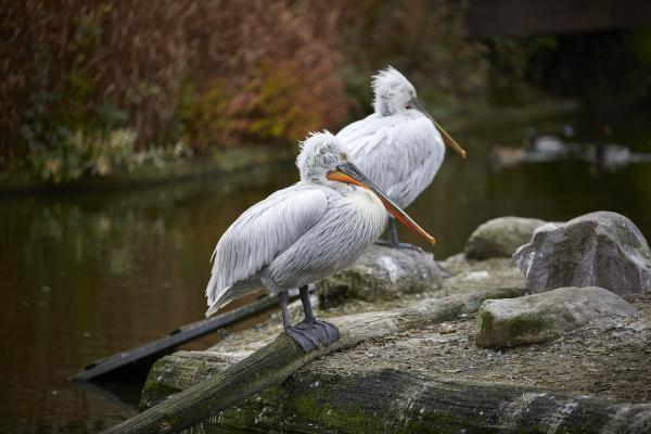 Münsterland e.V./ Philipp Fölting Krauskopfpelikan im Allwetterzoo