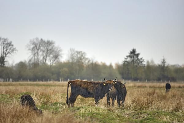 Münsterland e.V./ Philipp Fölting muenster-rieselfelder-kuehe