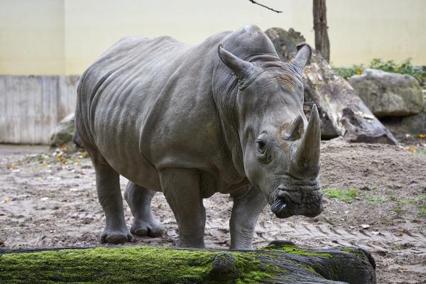 Münsterland e.V./ Philipp Fölting Nashorn im Allwetterzoo Münster