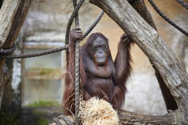 Münsterland e.V./ Philipp Fölting Orang-Utan im Allwetterzoo Münster
