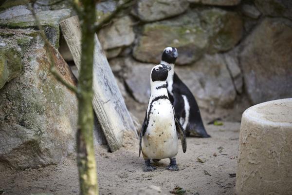 Münsterland e.V./ Philiipp Fölting Pinguinmarsch im Allwetterzoo