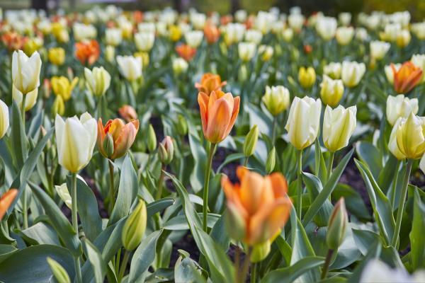 stadtpark-fruehling-vreden