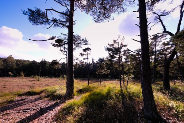 Fromberger Teutoburger Wald / Detmold / Hangmoor