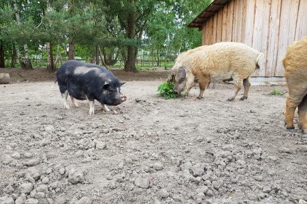 Nicole Taust Tiergehege am Gröberner See