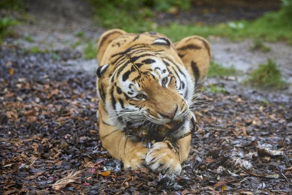 Münsterland e.V./ Philipp Fölting Tigerfütterung im Allwetterzoo